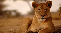 África 55: La confesión de la leona