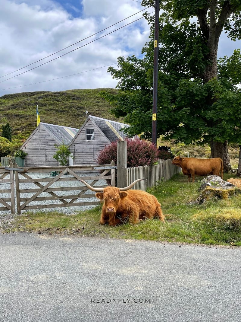 vacas escocesas
