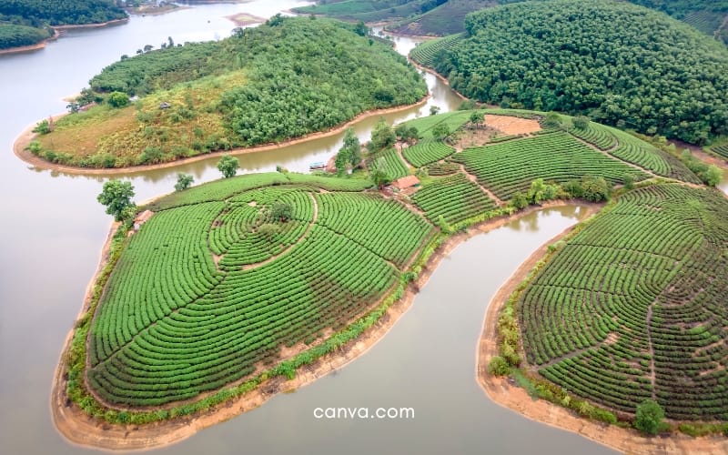 Colinas de plantación de té en Vietnam